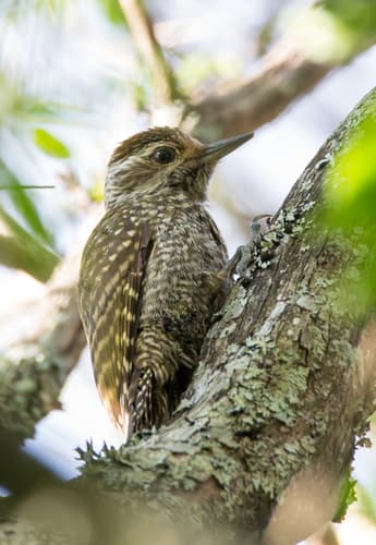 White-spotted Woodpecker