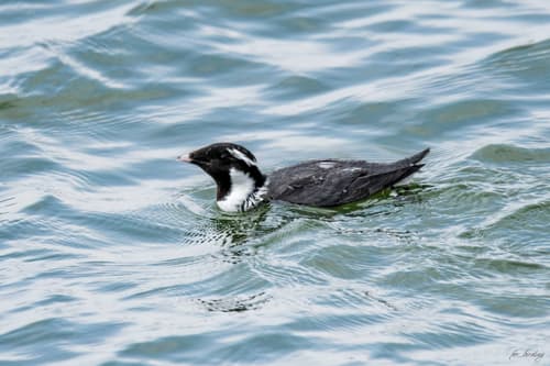 Ancient Murrelet