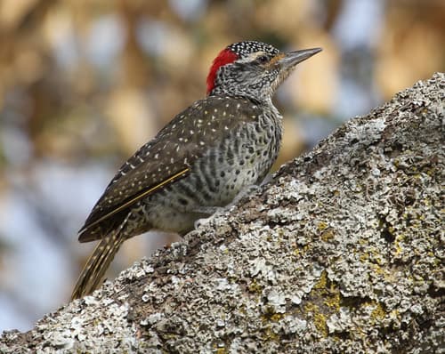 Nubian Woodpecker
