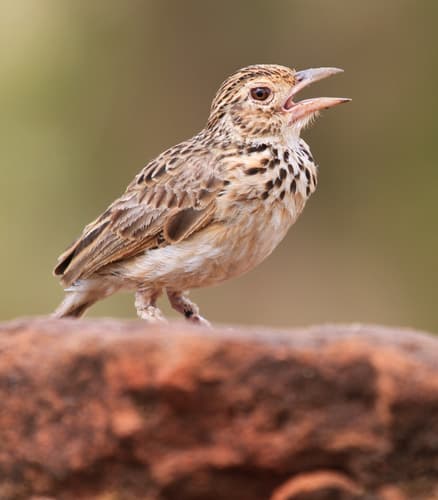Jerdon's Bushlark