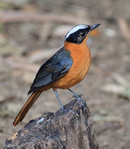 Snowy-crowned Robin-Chat