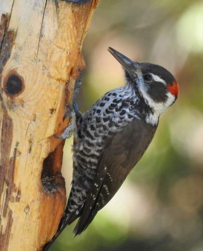 Arizona Woodpecker