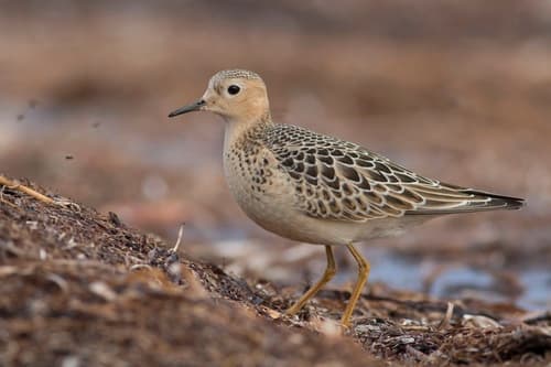 Buff-breasted Sandpiper