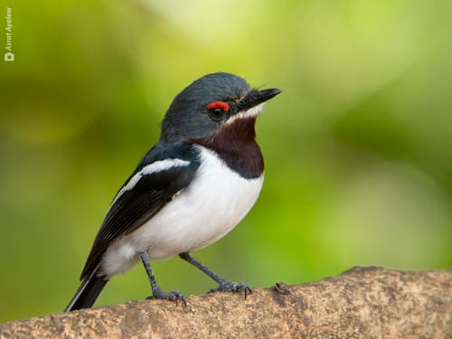 Brown-throated Wattle-eye