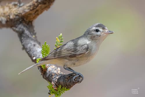 Western Warbling Vireo