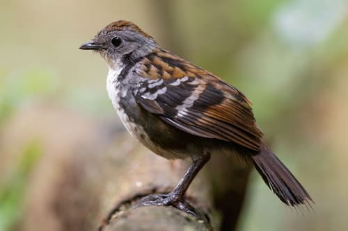 Australian Logrunner