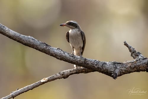 Common Woodshrike