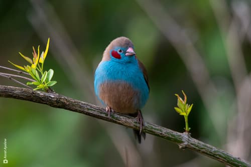 Red-cheeked Cordonbleu