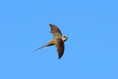 Fork-tailed Palm Swift