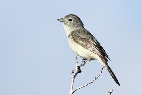 Gray Vireo