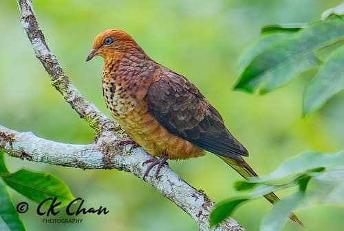 Little Cuckoo-Dove