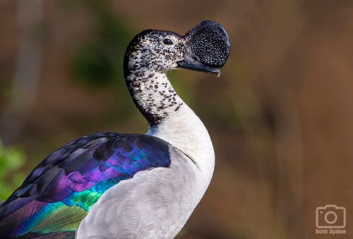 Knob-billed Duck