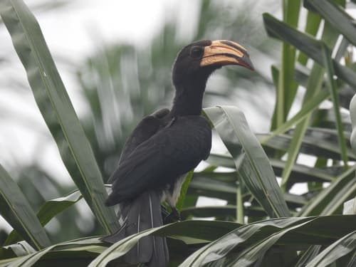 Congo Pied Hornbill