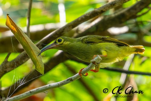 Spectacled Spiderhunter