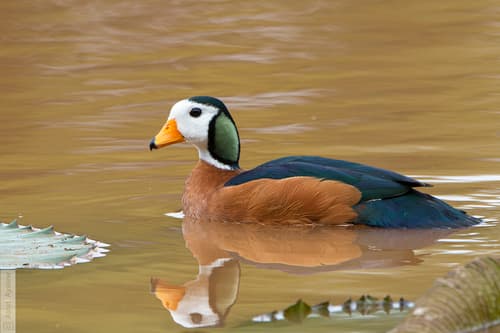 African Pygmy-Goose