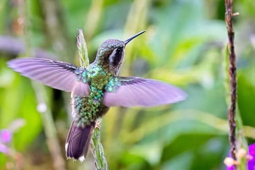 Speckled Hummingbird