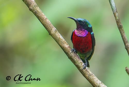 Van Hasselt's Sunbird