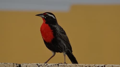 Peruvian Meadowlark
