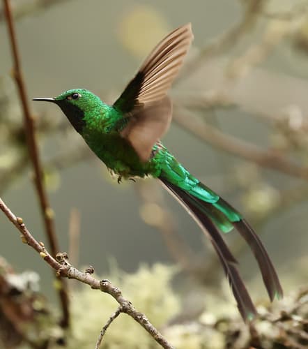 Green-tailed Trainbearer