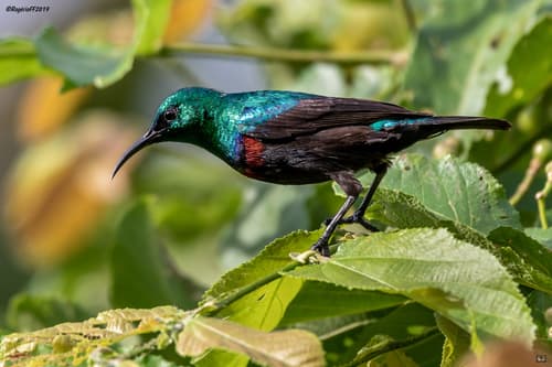 Purple-banded Sunbird