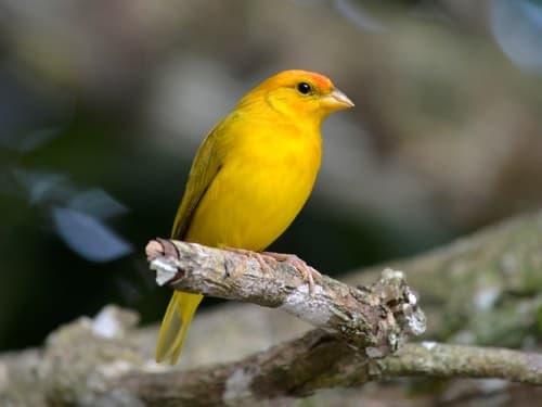 Orange-fronted Yellow-Finch
