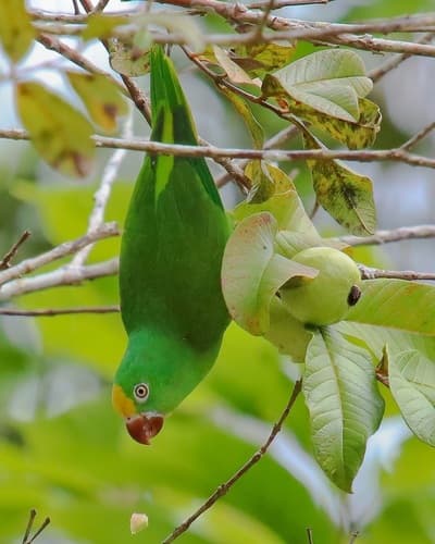 Tui Parakeet