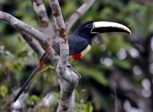 Black-necked Aracari