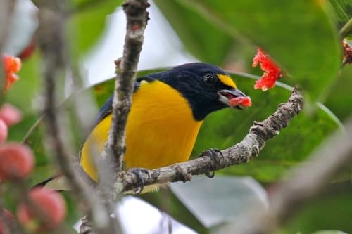 White-vented Euphonia