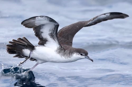 Sargasso Shearwater