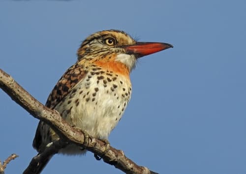 Spot-backed Puffbird