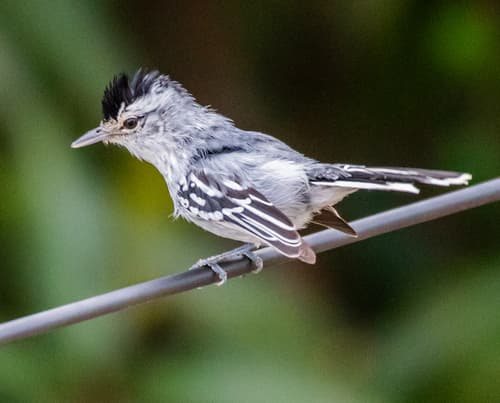 Black-capped Antwren