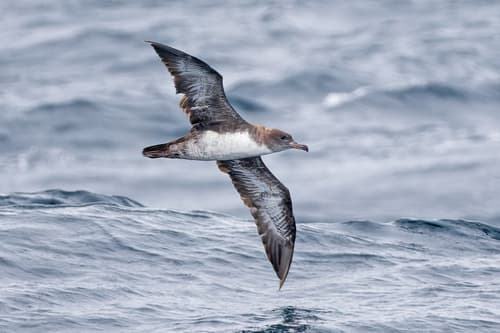 Pink-footed Shearwater