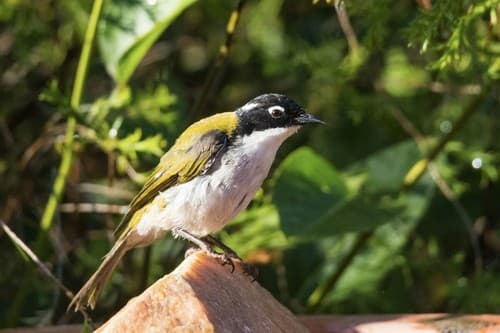 Gilbert's Honeyeater