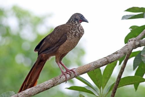 Speckled Chachalaca