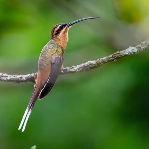 Planalto Hermit