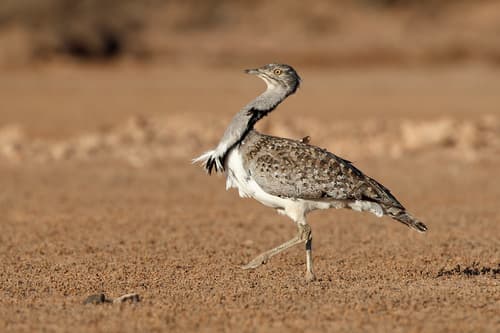 African Houbara