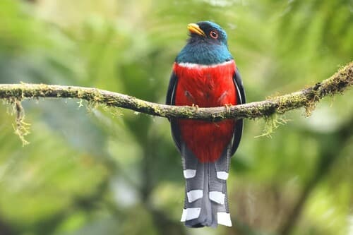 Masked Trogon