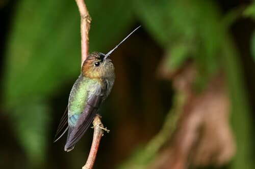 Green-fronted Lancebill
