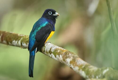 White-tailed Trogon