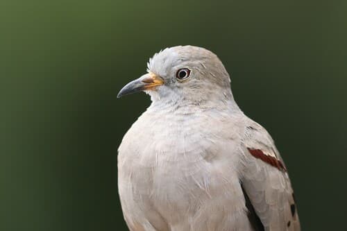 Croaking Ground Dove
