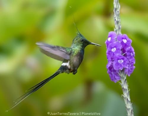 Wire-crested Thorntail