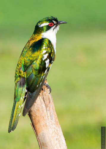 Diederik Cuckoo