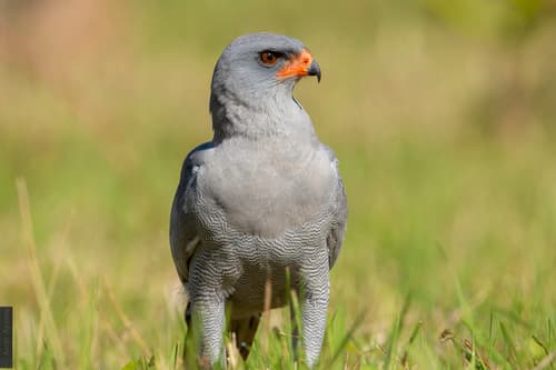 Dark Chanting-Goshawk