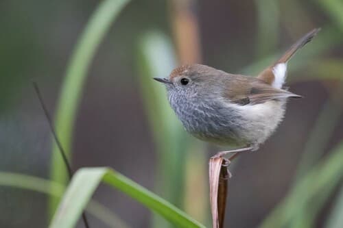 Tasmanian Thornbill