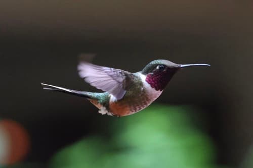 Magenta-throated Woodstar
