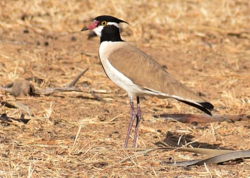 Black-headed Lapwing