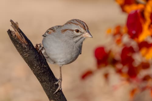 Rufous-winged Sparrow