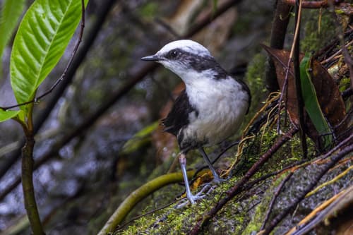 White-capped Dipper