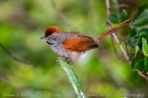 Sooty-fronted Spinetail