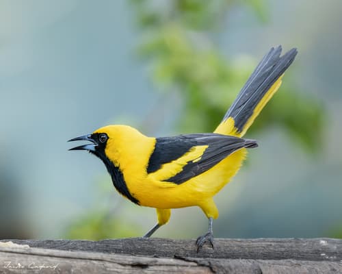 Yellow-tailed Oriole